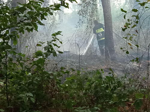 تلاش نفس گیر آتش نشانان در پی آتش سوزی جنگل های شهر صنعتی/ رشت