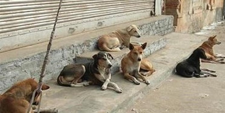 سگ‌های بلاصاحب رشت با زنده گیری ساماندهی می‌شوند