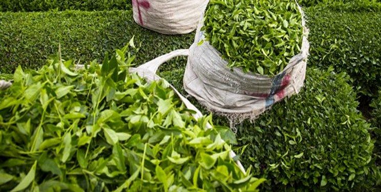 خرید تضمینی برگ سبز چای تا سی ام مهر/ پرداخت ۸۲ درصدی مطالبات چایکاران شمال کشور