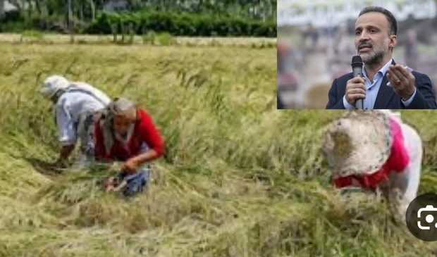 فروشگاه‌های زنجیره‌ای برنج ۸۰ هزار تومانی را ۳۰۰ هزار می‌فروشند!