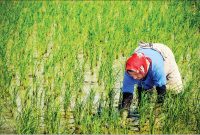 حقوق زنان گیلان از مردان کمتر است | بیکاری در میان زنان جوان بیداد می‌کند