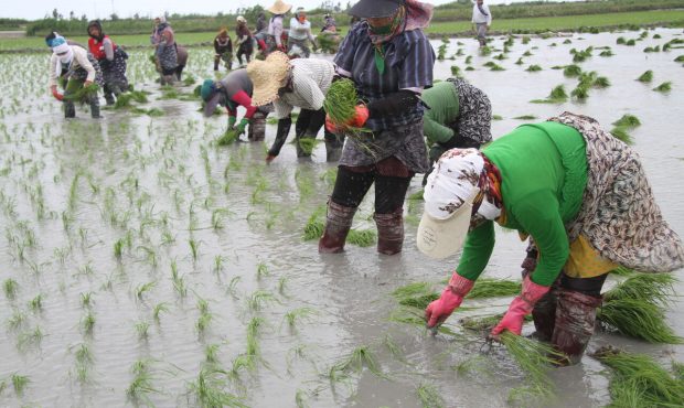 افزایش قیمت کود، سم و تجهیزات نشای برنج، بلای جان کشاورزان گیلانی