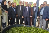 برداشت چای در گیلان به 135 هزار تن می‌رسد