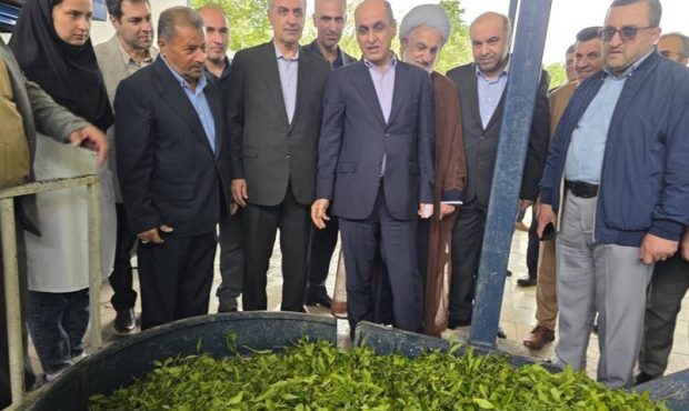 برداشت چای در گیلان به 135 هزار تن می‌رسد